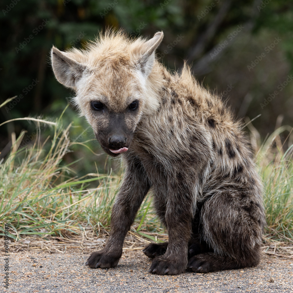 Obraz premium a young spotted hyena cub