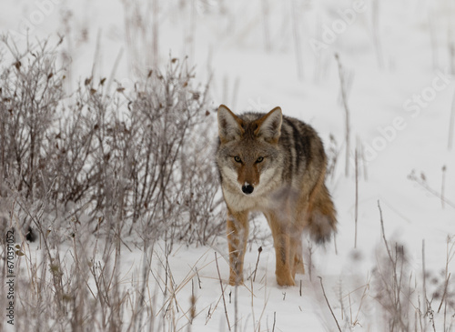 Coyote walking in snow while hunting during winter