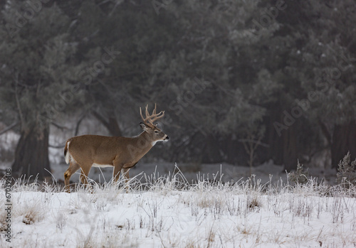 Trophy Whitetail Buck in Icy Morning Fog and Frost 