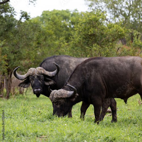big african buffalo bulls grazing