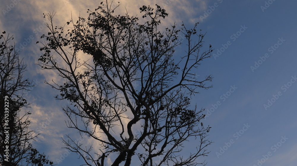 Tree blue sky, tree top against blue sky on a sunny day. Nature Indonesia