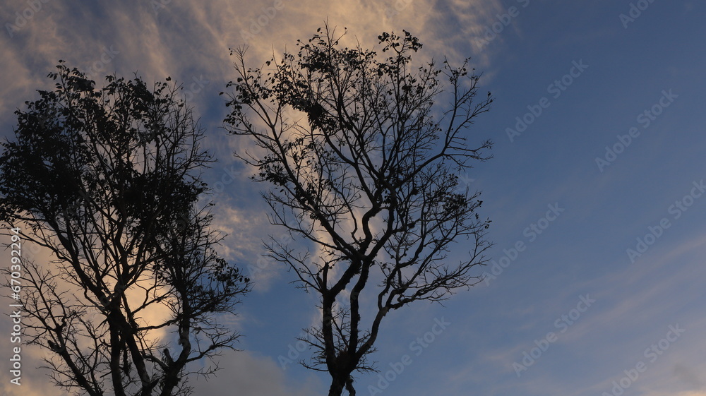Tree blue sky, tree top against blue sky on a sunny day. Nature Indonesia Tree blue sky, tree top against blue sky on a sunny day. Nature Indonesia