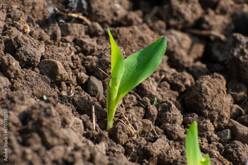 Maize seedling in agricultural garden, Growing Young Green Corn Seedling