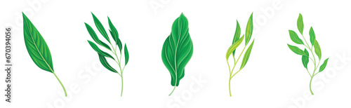Green Leaf and Fresh Foliage as Nature Element Vector Set