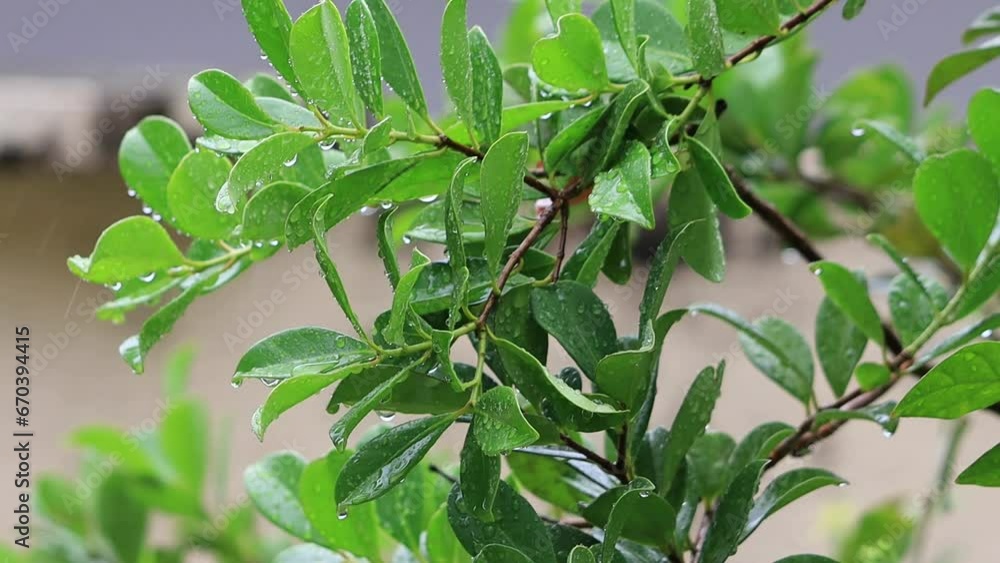 Water drop flows down on a leafs. Green nature rain environment beautiful season in asia Water drop flows down on a leafs. Green nature rain environment beautiful season in asia