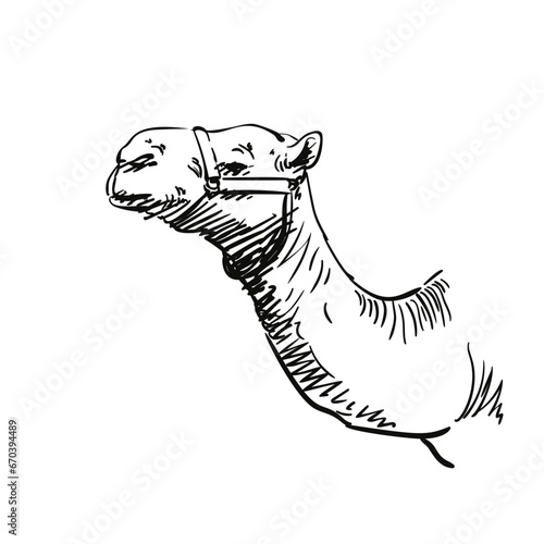 Dromedary camel portrait in profile vector sketch, Camel head and long neck hand drawn illustration