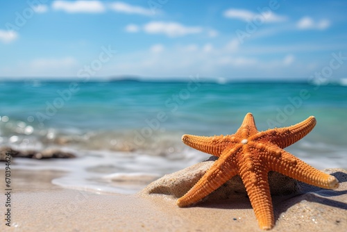 a starfish on the shore - closeup 