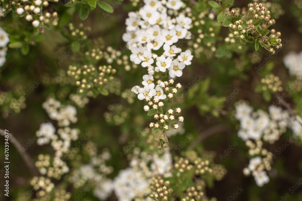 the tiny buds of a spirea shrub in spring