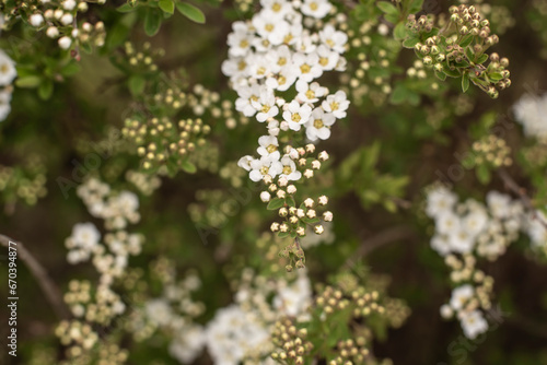 the tiny buds of a spirea shrub in spring