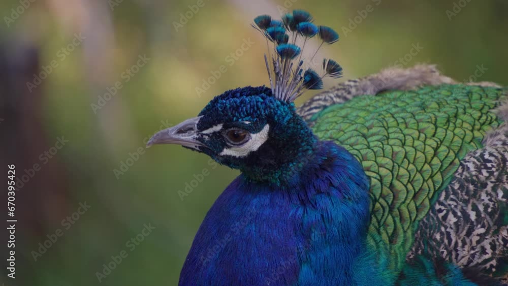 Close up on a colorful peacock head Close up on a colorful peacock head