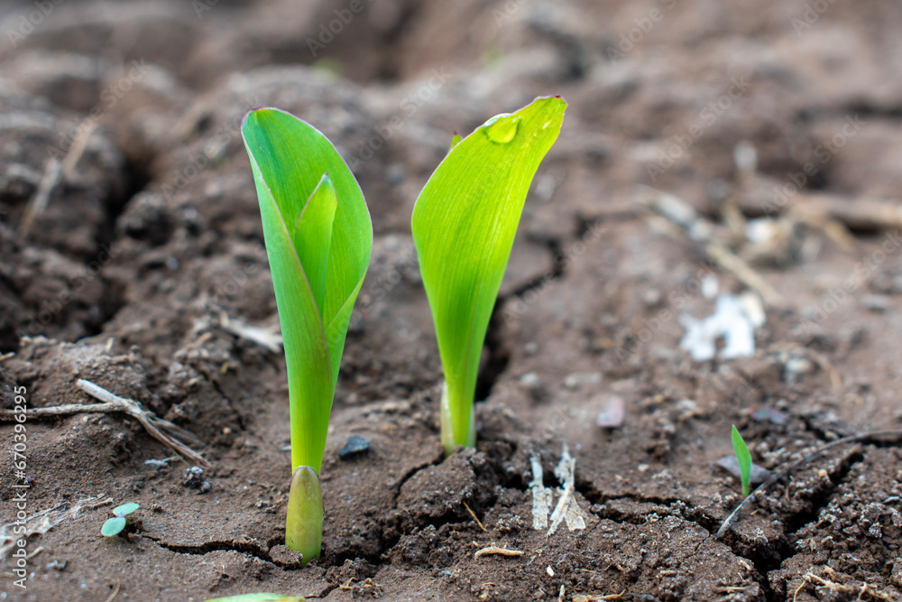 Maize seedling in agricultural garden, Growing Young Green Corn Seedling Maize seedling in agricultural garden, Growing Young Green Corn Seedling
