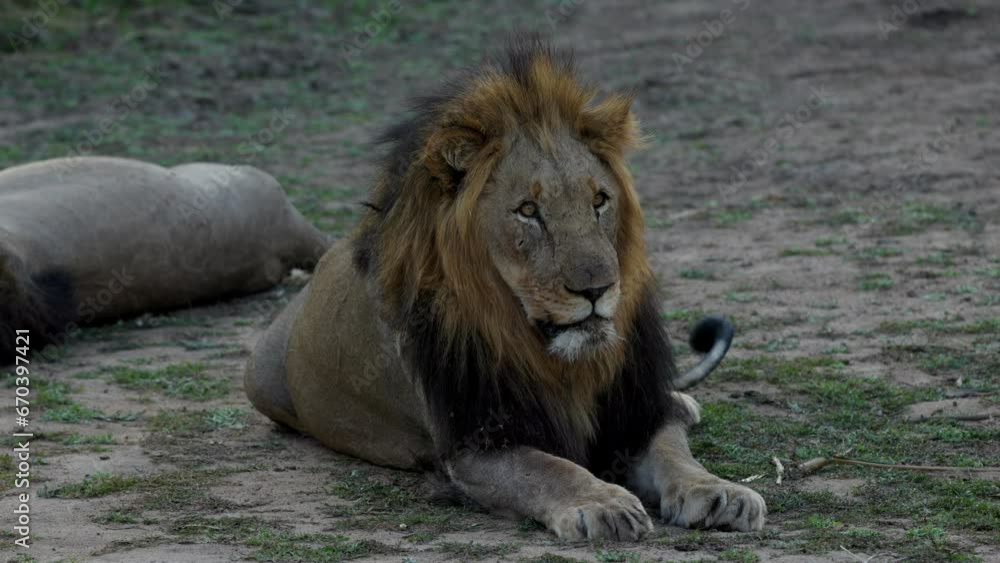 Lion resting, feeling sleepy and looking around, after sunset in the Kruger National Park, in South Africa Lion resting, feeling sleepy and looking around, after sunset in the Kruger National Park, in South Africa
