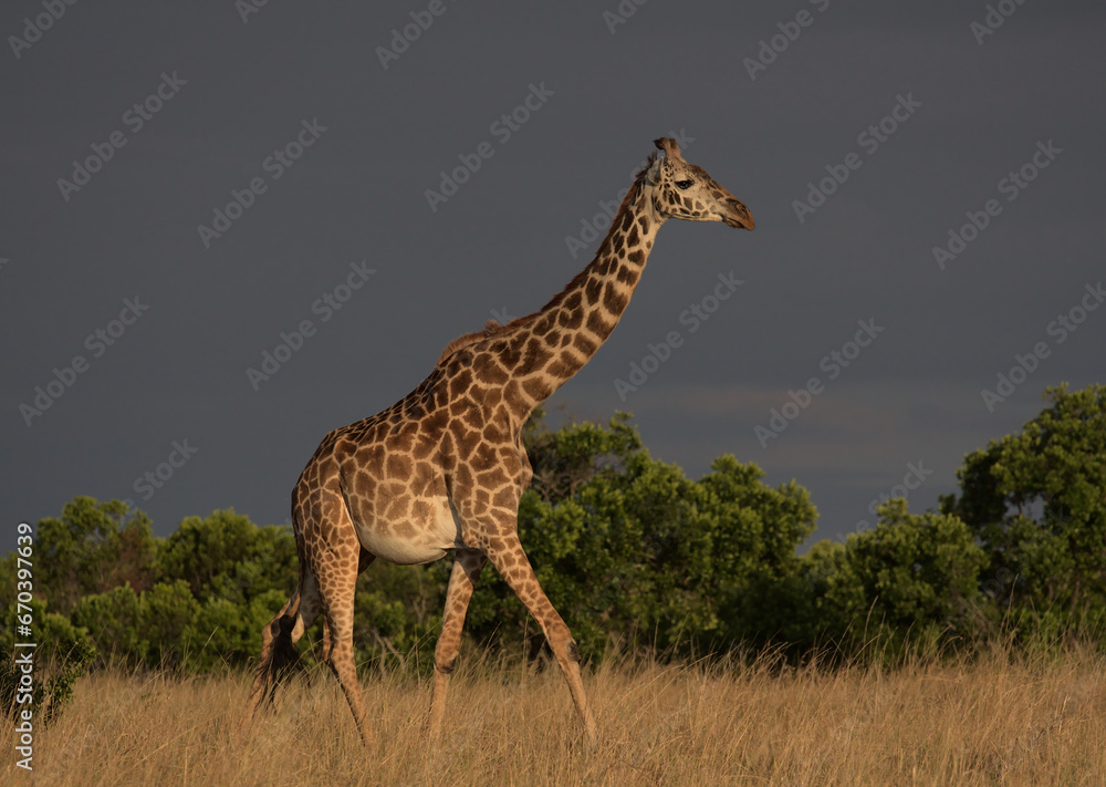 Obraz premium side profile of lone masai giraffe walking gracefully in the wild savannah of the masai mara, kenya, with dark sky background