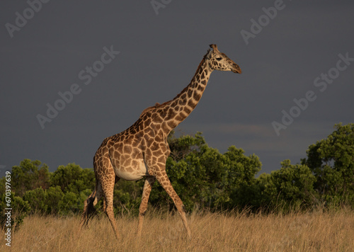 side profile of lone masai giraffe walking gracefully in the wild savannah of the masai mara, kenya, with dark sky background