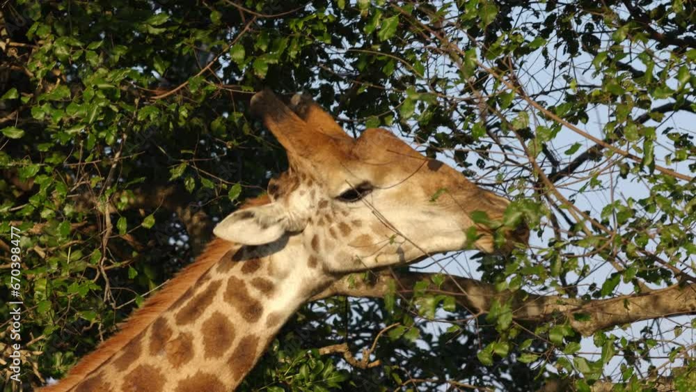 Close up of a giraffe looking for leaves of a tree to eat during sunset in the Kruger National Park, in South Africa Close up of a giraffe looking for leaves of a tree to eat during sunset in the Kruger National Park, in South Africa