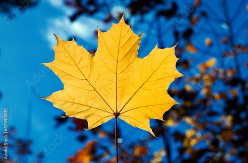 Vibrant yellow leaf rests against a clear blue sky.
