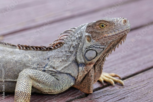 Green iguana basking in the sun on a wooden deck.