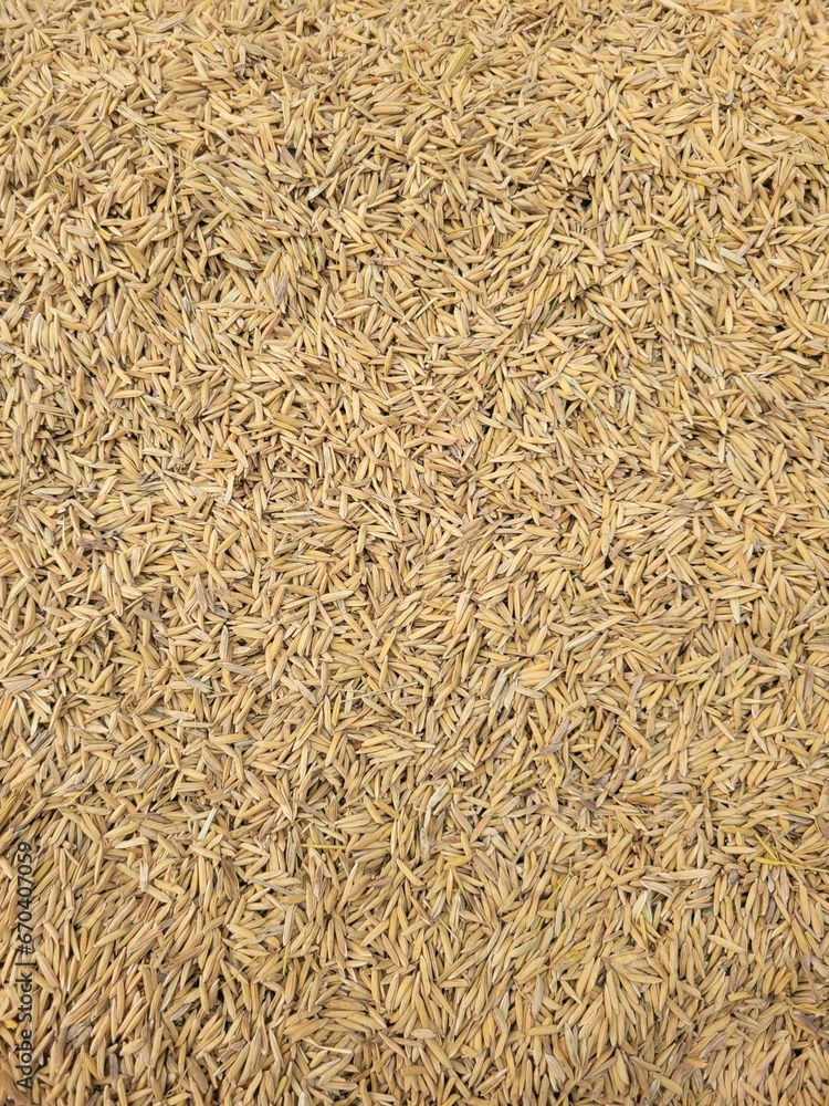 Close up of raw rice, Texture of seeds Close up of raw rice, Texture of seeds