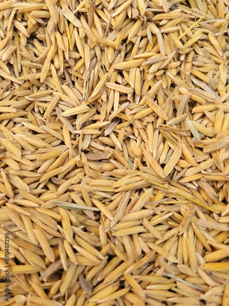 Close Up of Raw Rice Grains. Agriculture and Food Background