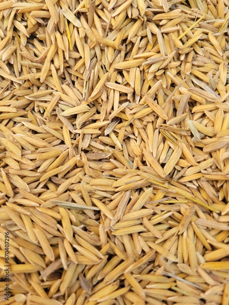 Close Up of Raw Rice Grains. Agriculture and Food Background Close Up of Raw Rice Grains. Agriculture and Food Background