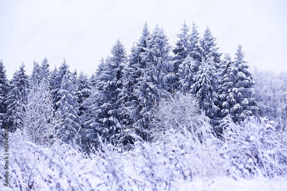 The forest is covered with snow. Frost and snowfall in the park. Winter snowy frosty landscape.