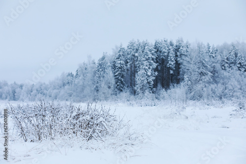 Winter snowy frosty landscape. The forest is covered with snow. Frost and fog in the park.