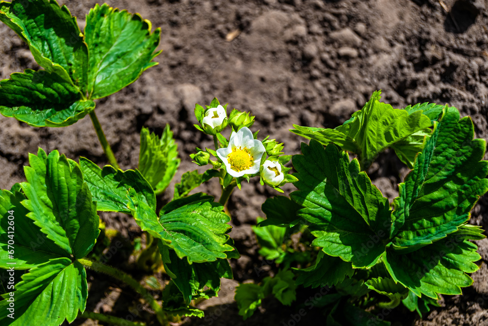 Fototapeta premium Photography on theme beautiful berry branch strawberry bush with natural leaves