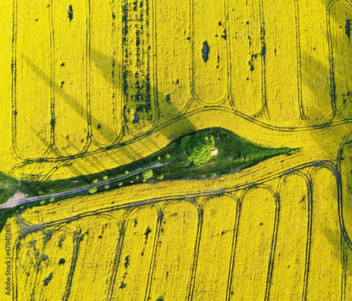 Green trees in the middle of a large flowering yellow rape field, view from above, Drone view photo