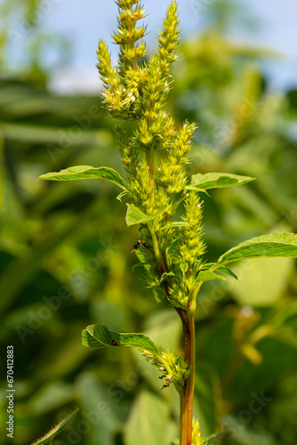 Cuadro en lienzo Green amaranth Amaranthus hybridus in flower