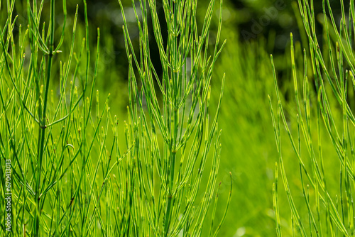 Photos Equisetum arvense, field horsetail with dew drops closeup selective focus