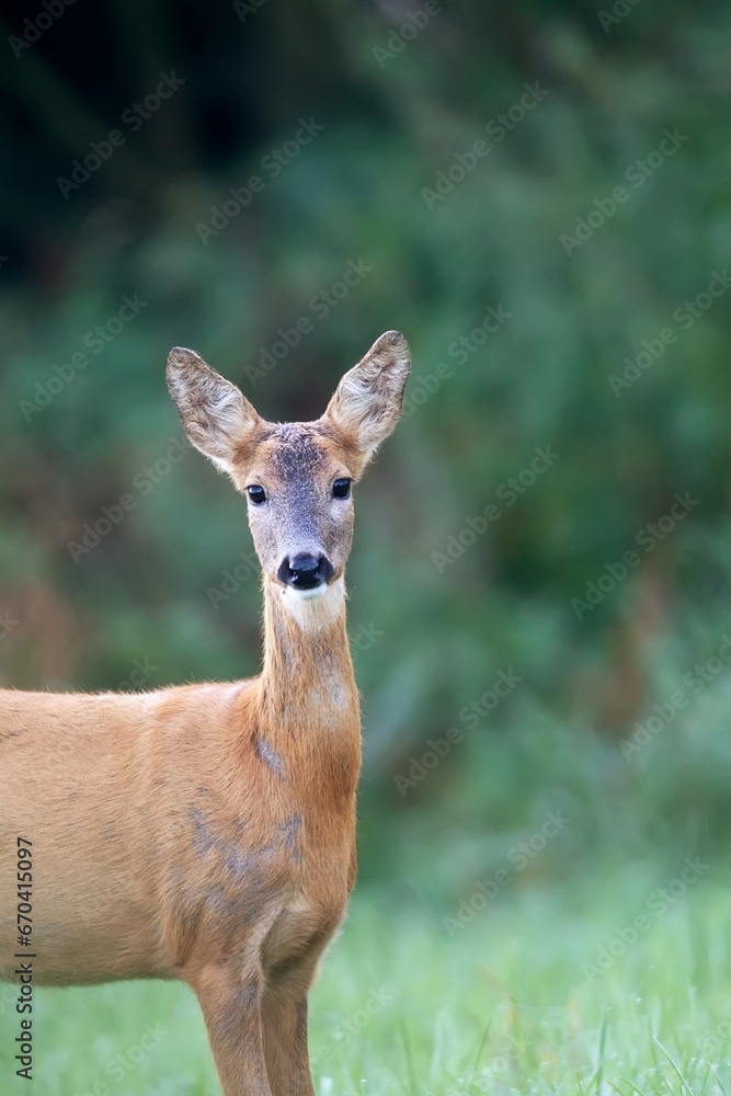 Roe-deer in the forest a portrait
Roe-deer in the forest a portrait
