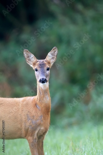 Roe-deer in the forest a portrait 