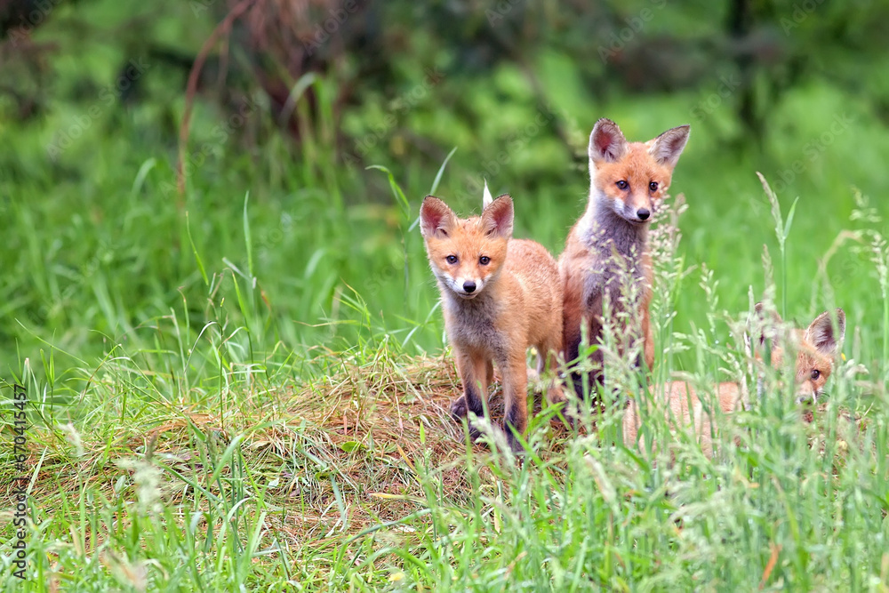 Young foxes in a clearing in the wild
