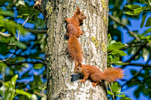 Two squirrels on a tree