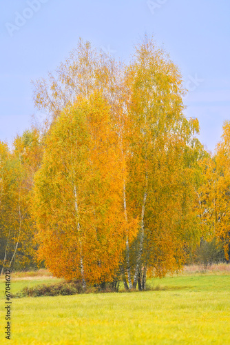 Autumn trees