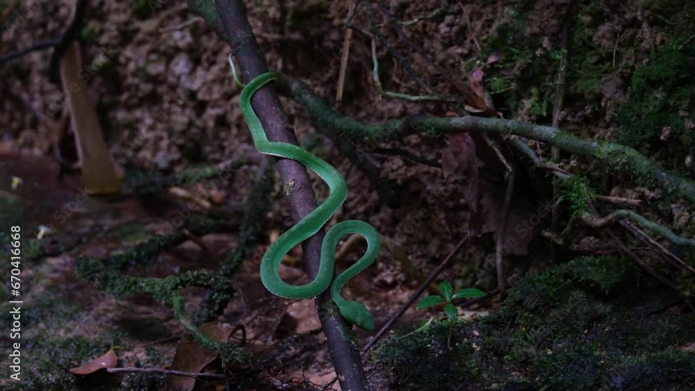 Revealing its full length while on a branch positioned to strike anytime during the afternoon in the dark of the forest at a stream, Vogel's Pit Viper Trimeresurus vogeli, Thailand Revealing its full length while on a branch positioned to strike anytime during the afternoon in the dark of the forest at a stream, Vogel's Pit Viper Trimeresurus vogeli, Thailand