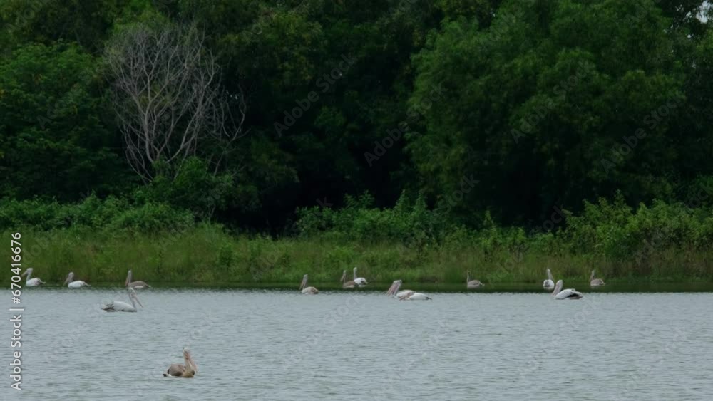 One individual in the front moving about and the flock at the back are searching for fish to eat, Spot-billed Pelicans Pelecanus philippensis, Thailand. One individual in the front moving about and the flock at the back are searching for fish to eat, Spot-billed Pelicans Pelecanus philippensis, Thailand.