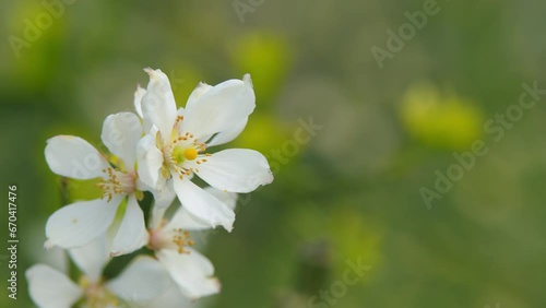 Trifoliate Orange White Flower. Poncirus Trifoliata Or Citrus Trifoliata. Close up. photo