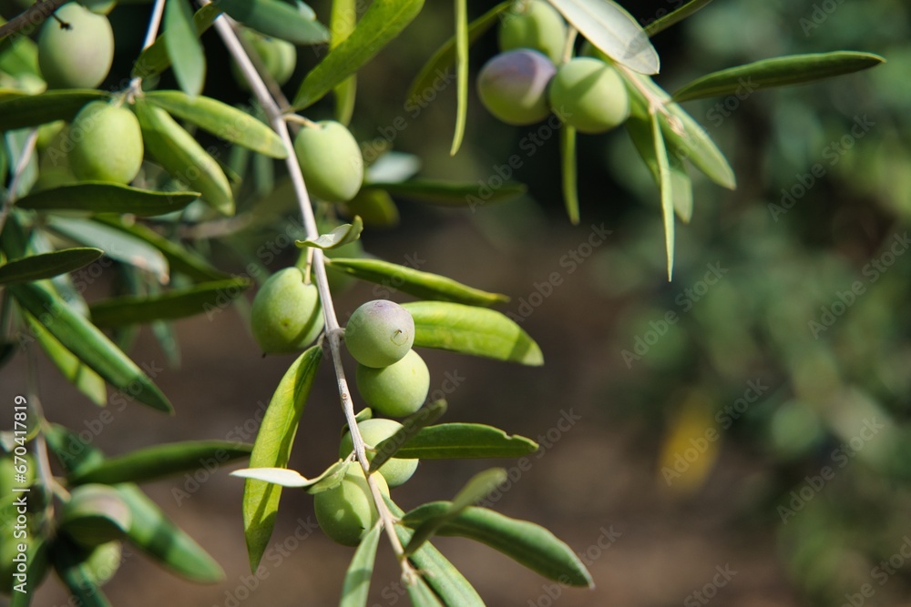 Multiple olive Branches with Olives in the natural surroundings. Olive tree, also known as Indian olive, European olive. Botanical name: Olea europaea. Multiple olive Branches with Olives in the natural surroundings. Olive tree, also known as Indian olive, European olive. Botanical name: Olea europaea.