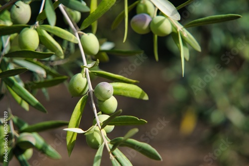 Multiple olive Branches with Olives in the natural surroundings. Olive tree, also known as Indian olive, European olive. Botanical name: Olea europaea.