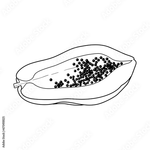 vector hand drawn papaya fruits on white background.
