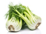 Florence fennel isolated on white background one fresh bulb
