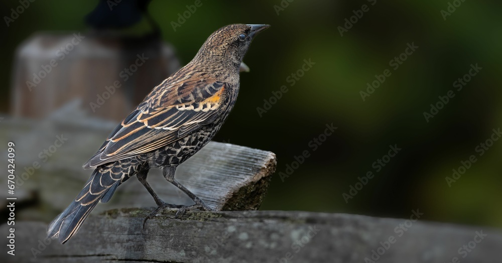 Fototapeta premium Small grey red-shouldered black troupial (Agelaius phoeniceus) perched atop a fence