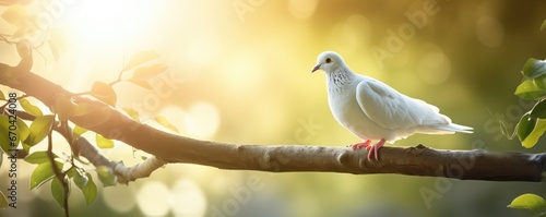 White Dove On Tree Branch With Sunlight Ray Effects