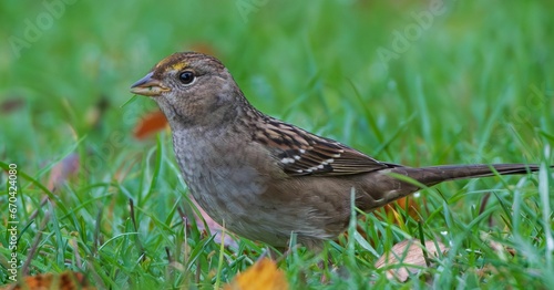 Black-browed bunting (Zonotrichia atricapilla) perched on a patch of grass photo