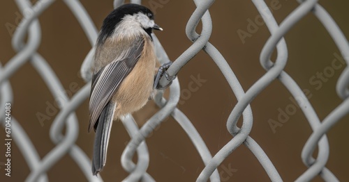 Black-capped chickadee (Poecile atricapillus) perched atop a fence photo