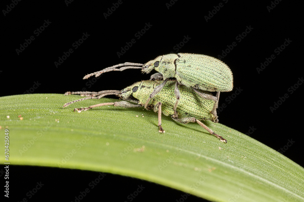 Two weevil mating on a green leaf isolated on black background.