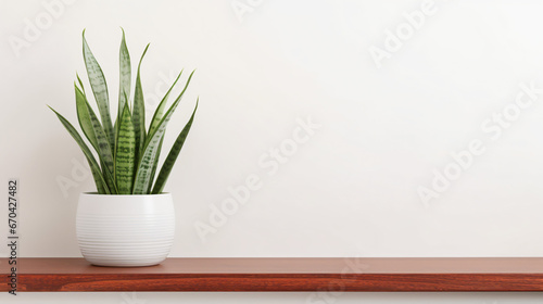 Indoor succulent and cactus plants