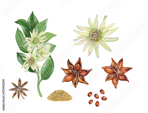 realistic botanic illustration of star anise (illicium verum) with a branch with leaves and flowers, flower. seeds and fruits