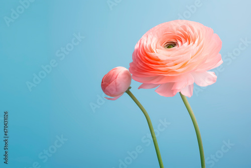 Delicate ranunculus flowers on a light blue background. Minimalism. Copy space. 